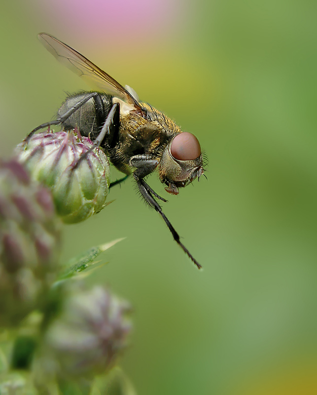 Eine Fliege