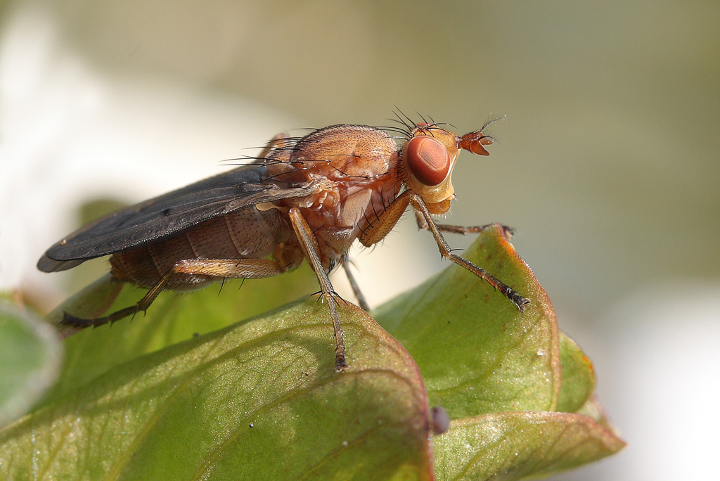 eine fliege