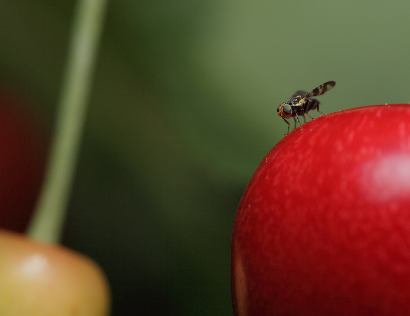 Eine Fliege den Mond betrachtend