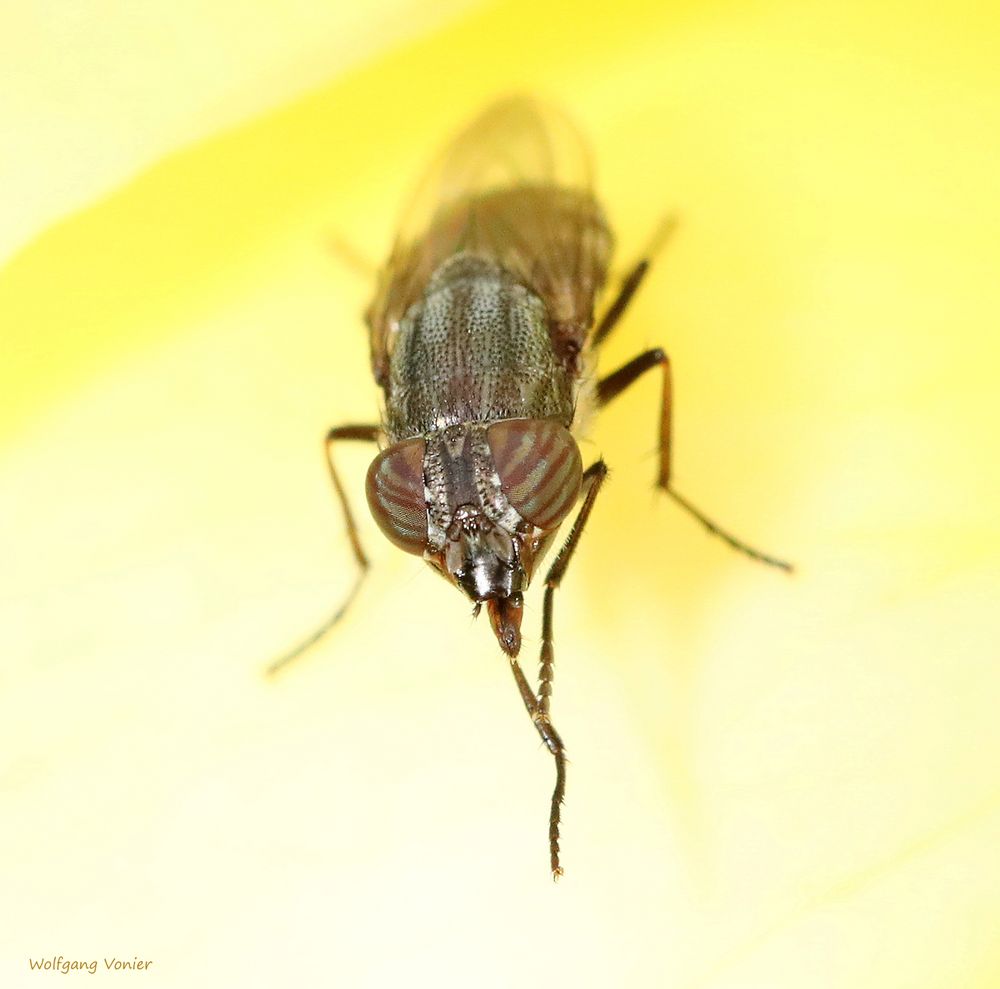  Eine Fliege der Familie der Schmeissfliegen