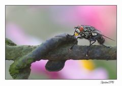 Eine Fliege die Blasen machen kann....hat sie einen Kaugummi im Mund? :-))