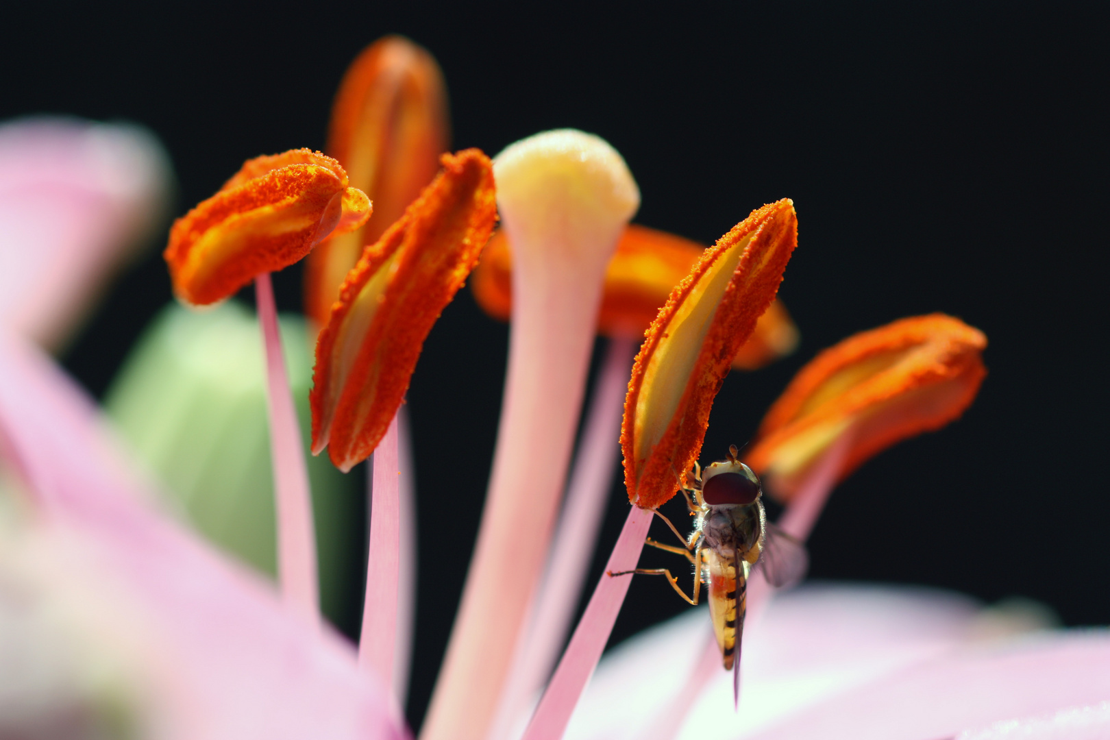 Eine Fliege, die sich als Biene tarnt