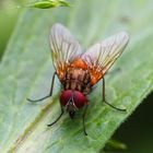 Eine Fliege gesichtet