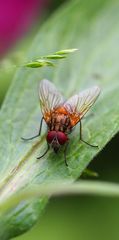 Eine Fliege gesichtet