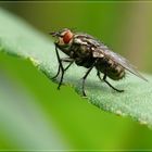 eine Fliege im grünen