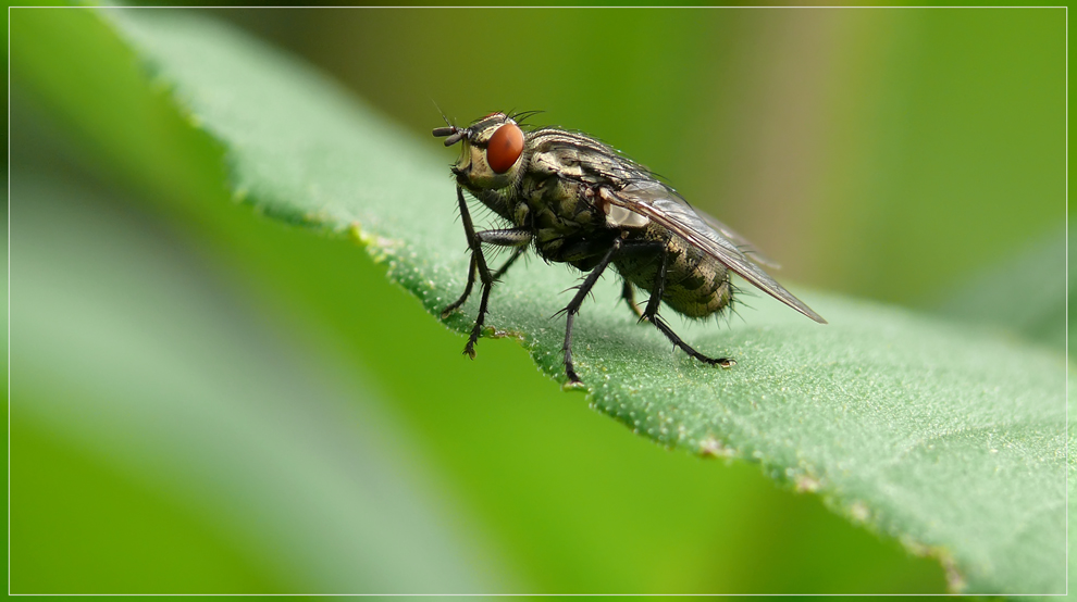 eine Fliege im grünen