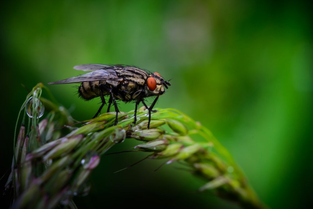 Eine Fliege im nassen Gras ...