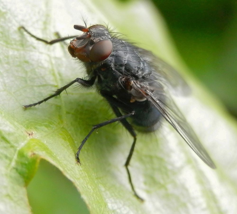 Eine Fliege im Profil - Makroaufnahme