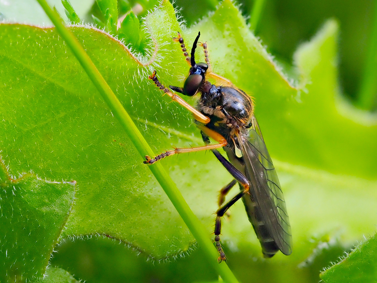 Eine Fliege in der Früh....