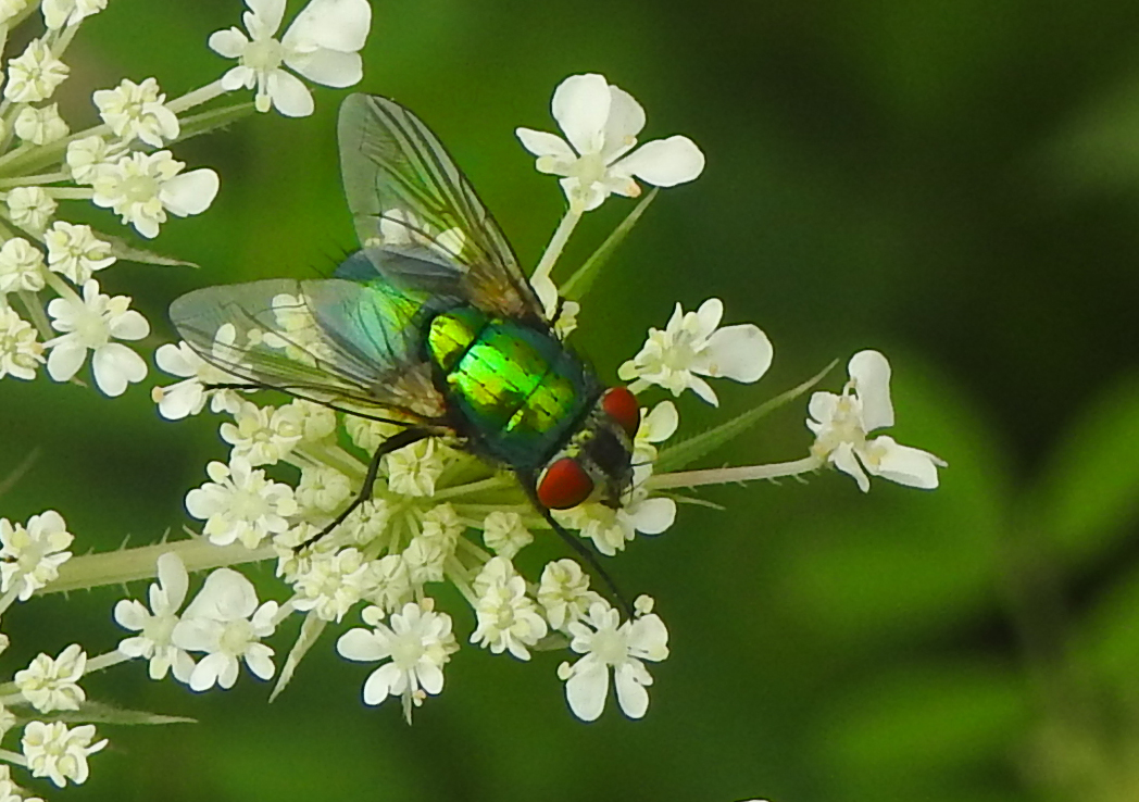 Eine Fliege in ihrer ganzen Pracht.