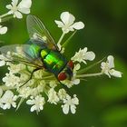 Eine Fliege in ihrer ganzen Pracht.