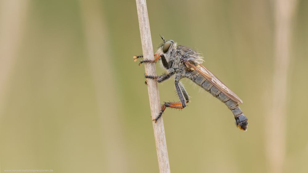 Eine Fliege macht auch ein schönes Bild.