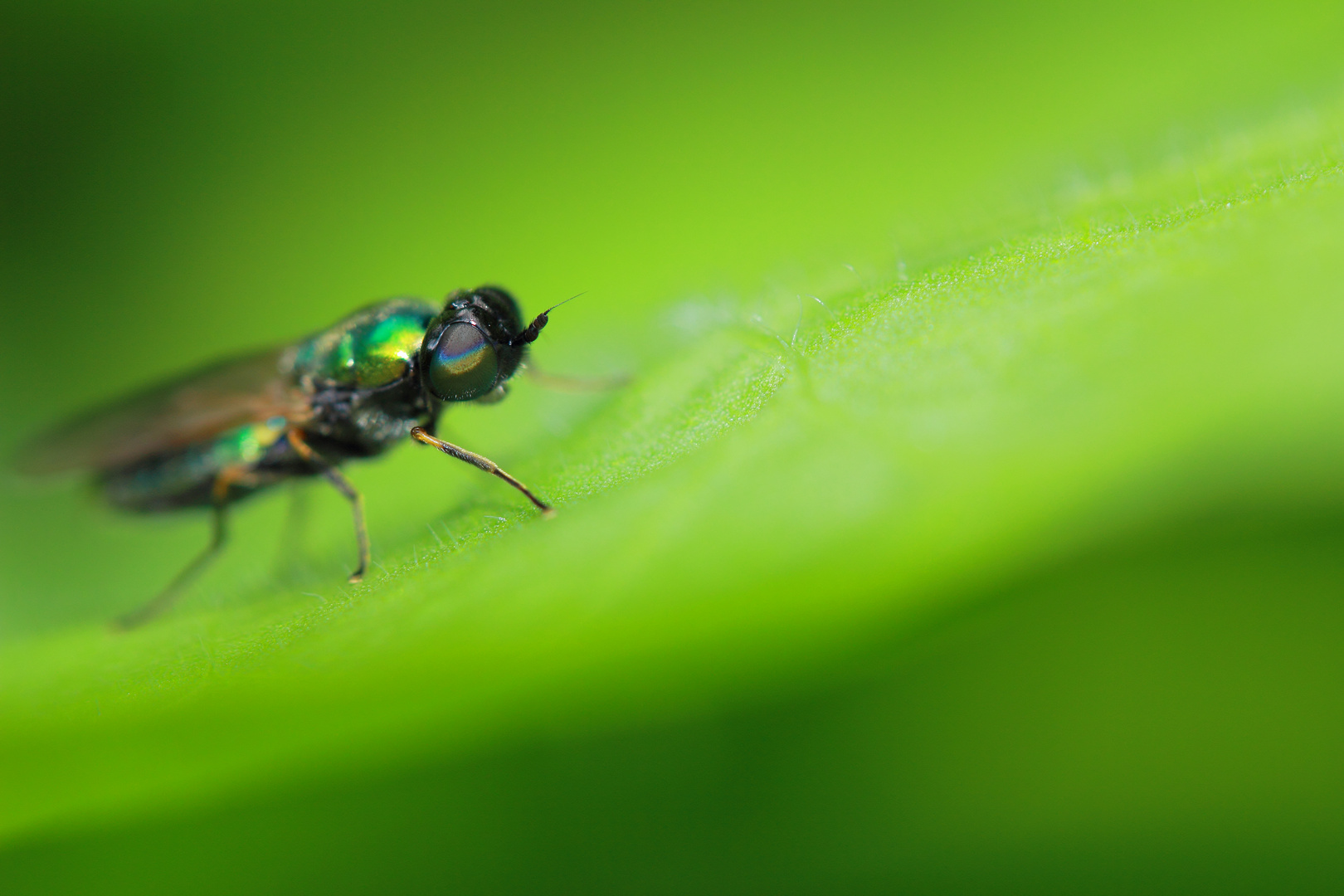 Eine Fliege macht ein Mittagschläfchen