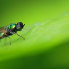 Eine Fliege macht ein Mittagschläfchen