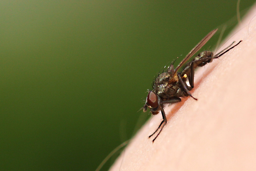 Eine Fliege macht es sich auf meinem Bein gemütlich ... kommt ne Klatsche?