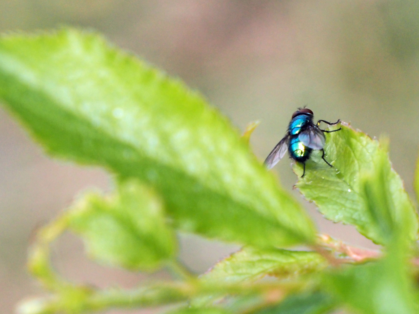 eine Fliege macht noch keinen SOMMER