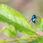 eine Fliege macht noch keinen SOMMER