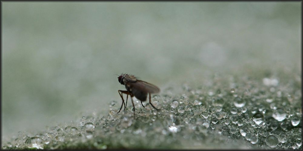 Eine Fliege macht noch keinen Sommer