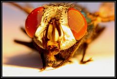 Eine Fliege mal genauer betrachtet.