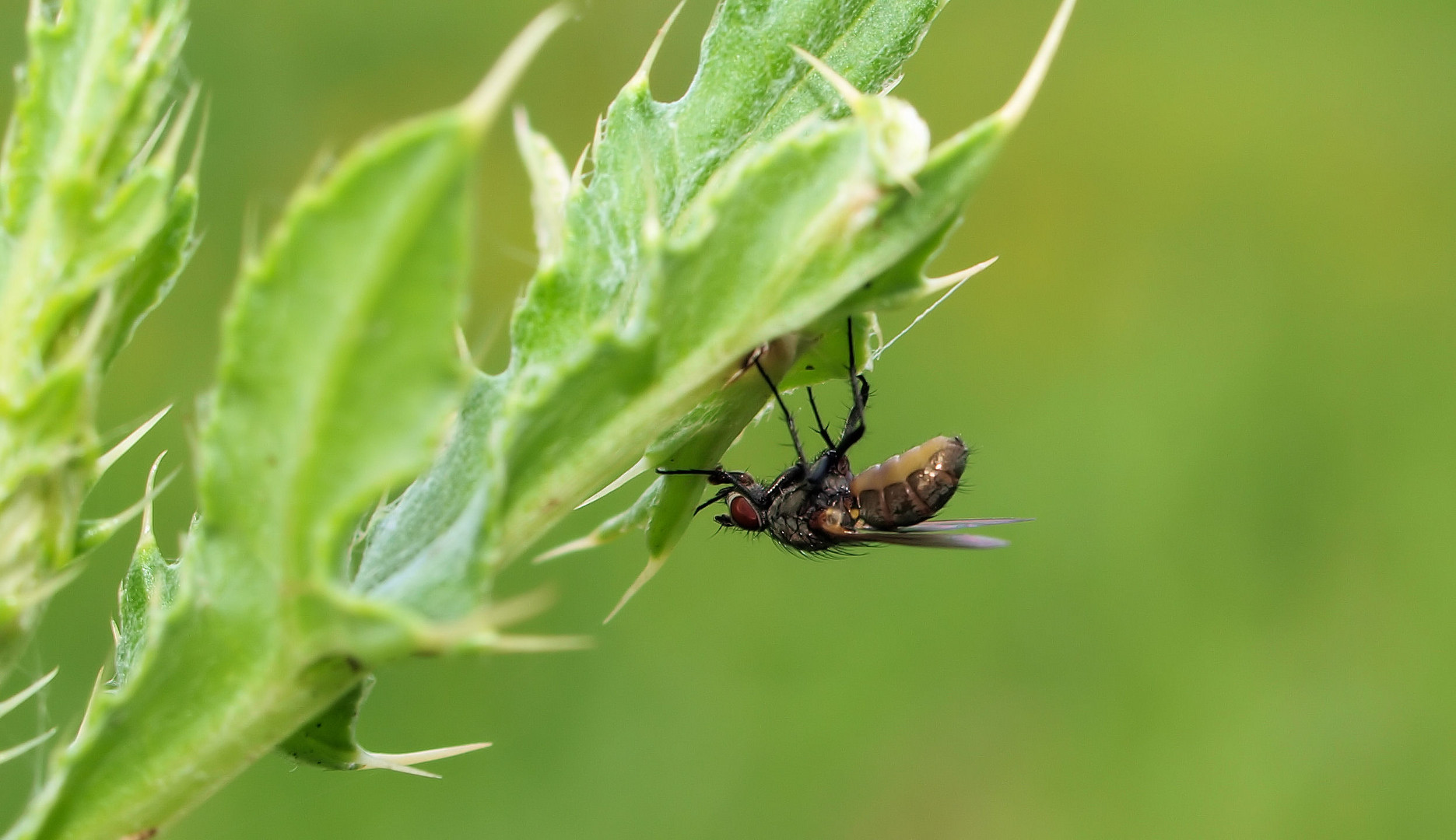 Eine Fliege mit Pilz würde ich sagen.....