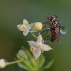 Eine Fliege mit Tröpfchen