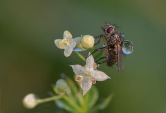 Eine Fliege mit Tröpfchen