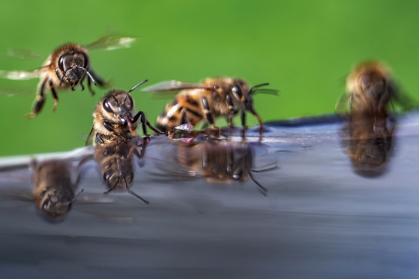 Eine Fliege mogelt sich dazwischen!!