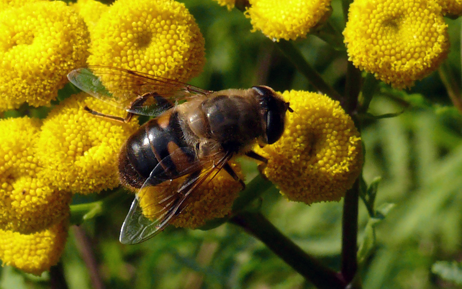 Eine Fliege namens Biene