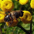 Eine Fliege namens Biene