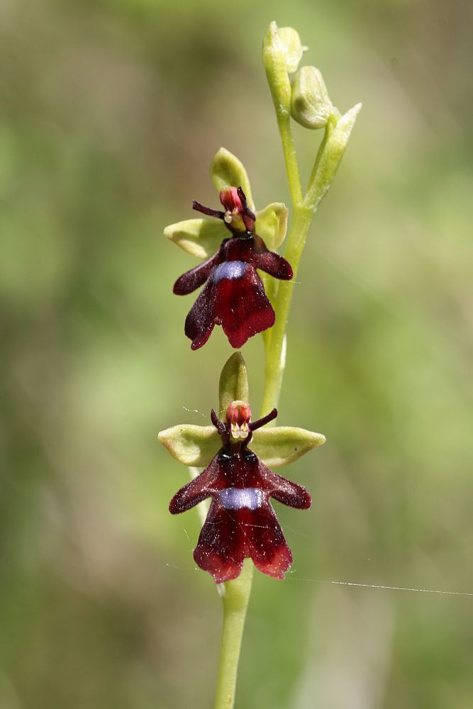 Eine Fliege (Ophrys insectifera)....