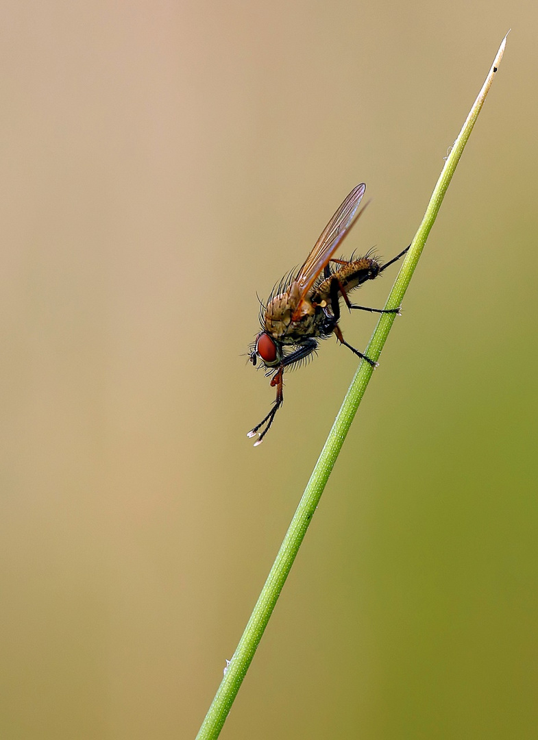 Eine Fliege putzt sich