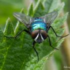 Eine Fliege schaut fotogen in meine Kamera.