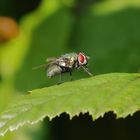 Eine Fliege sieht rot