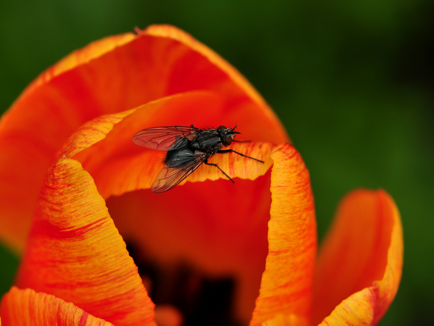 Eine Fliege sieht rot