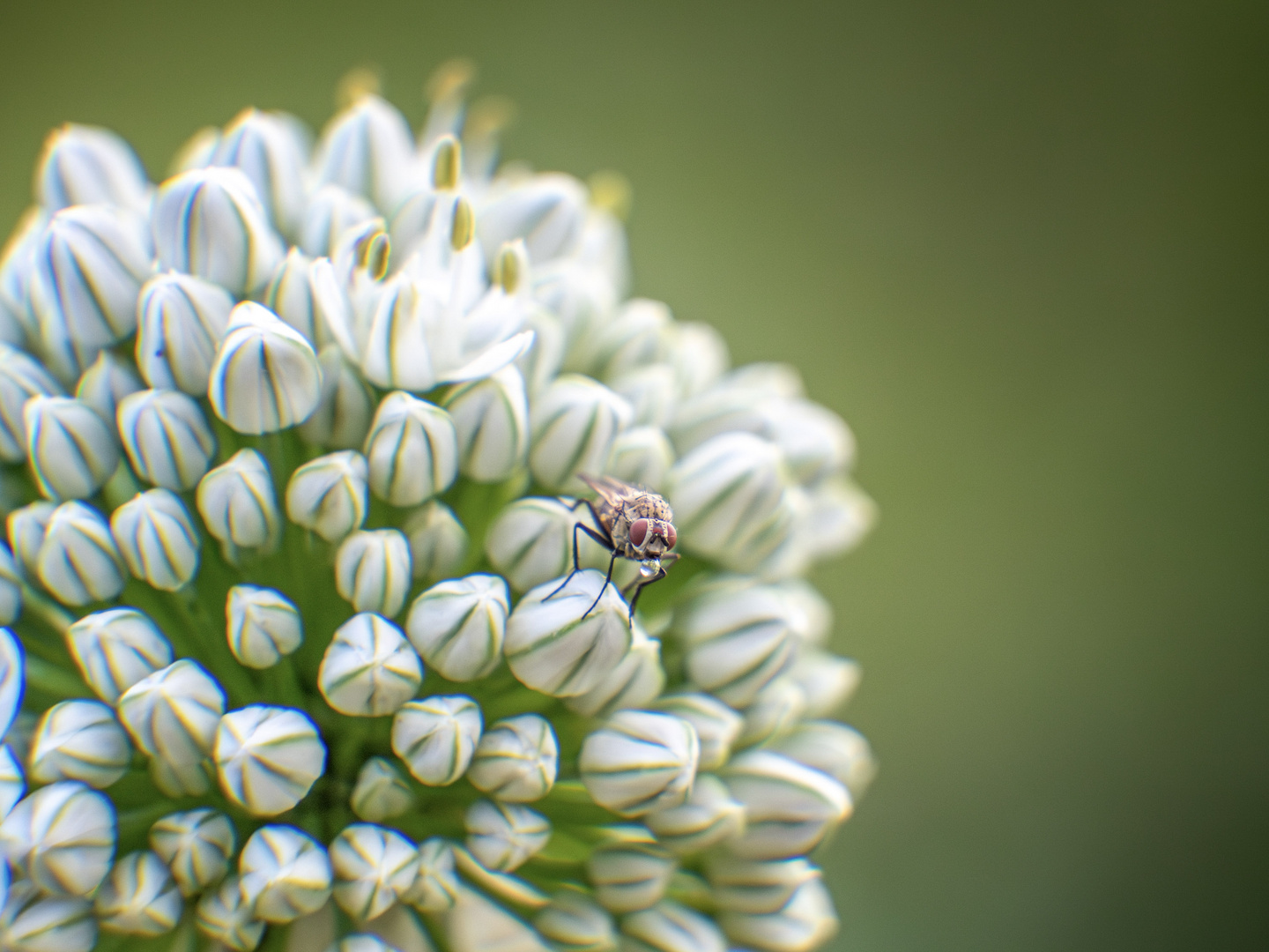 Eine Fliege sitzt auf einer Zwiebelblüte