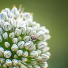 Eine Fliege sitzt auf einer Zwiebelblüte