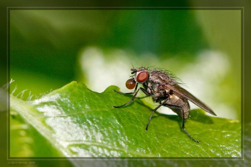 eine Fliege trinkt