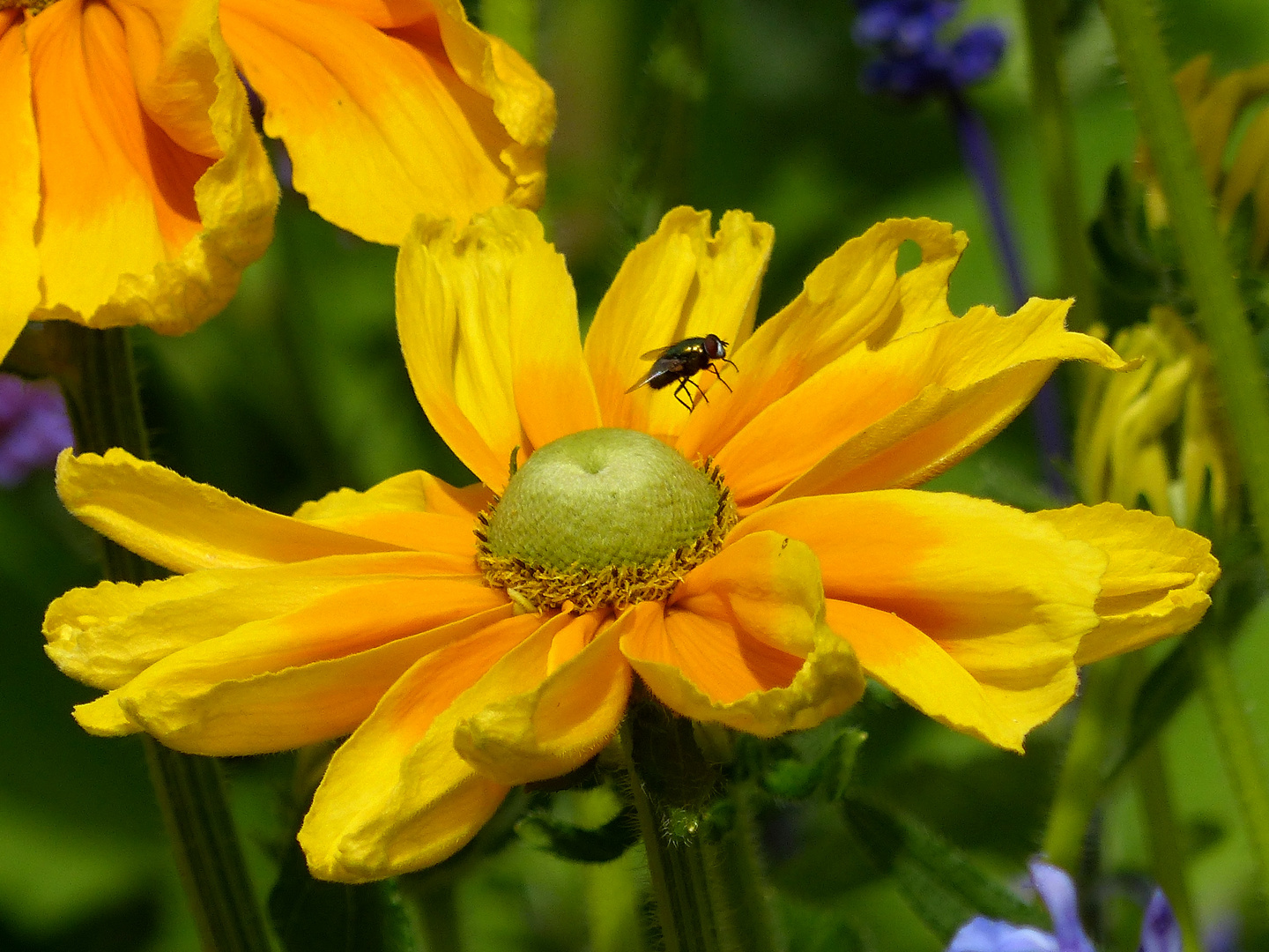 eine Fliege zu Besuch