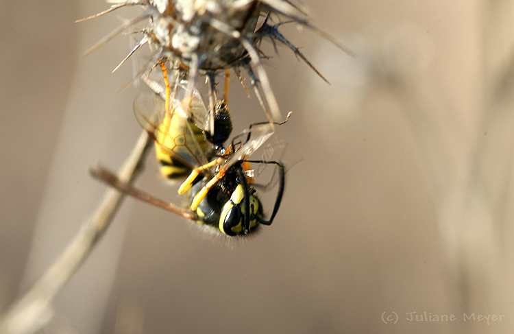 Eine Fliege zum Frühstück