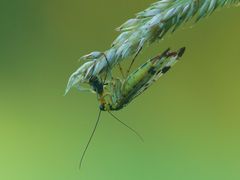 Eine Fliege zum Frühstück .....