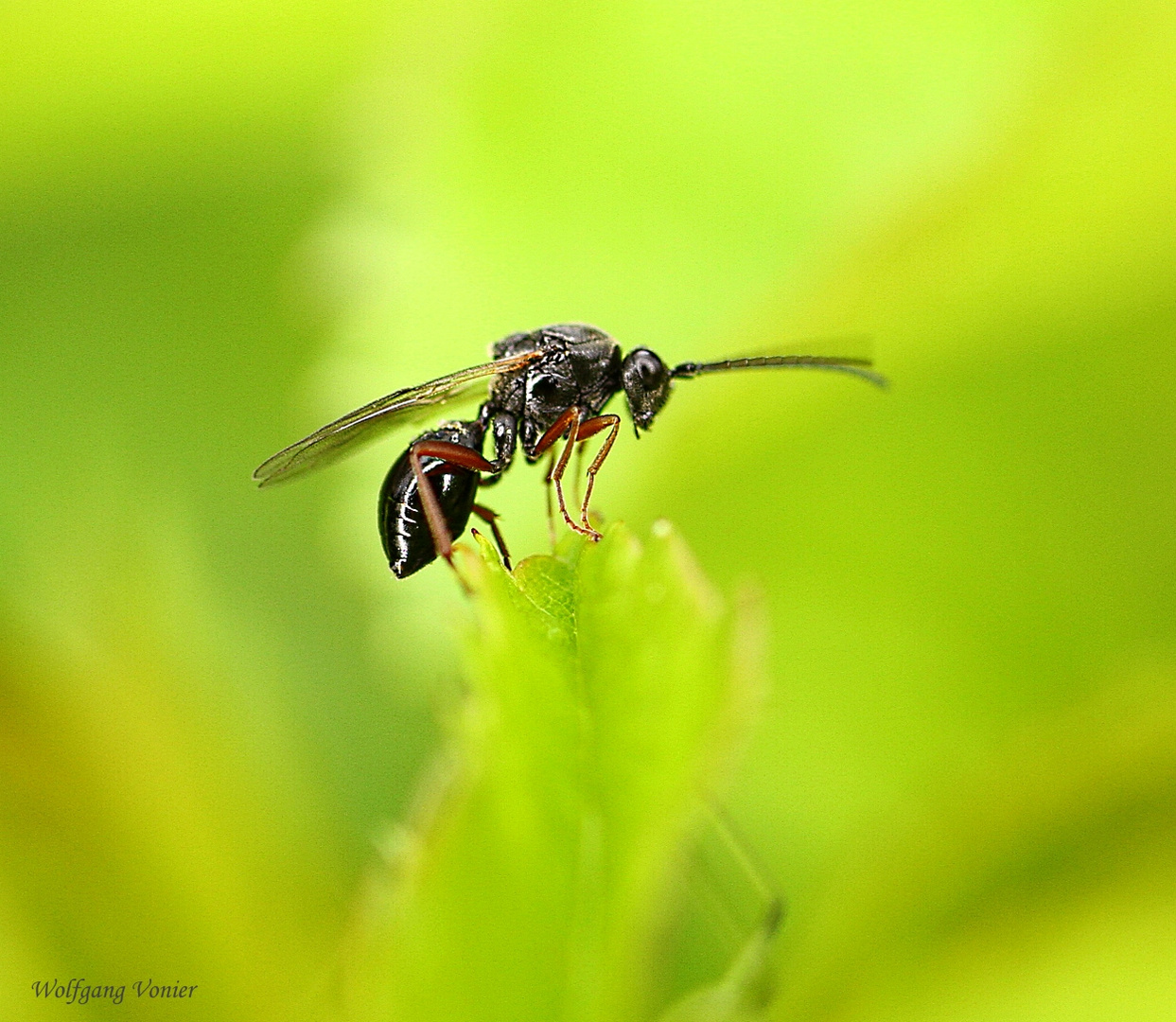Eine fliegende Ameise