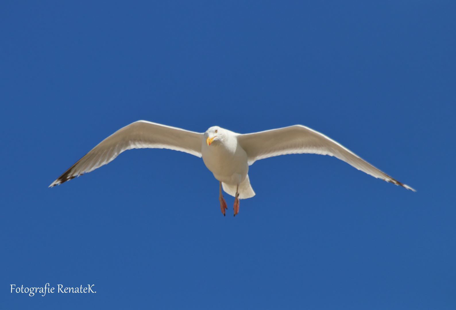 Eine fliegende Silbermöwe