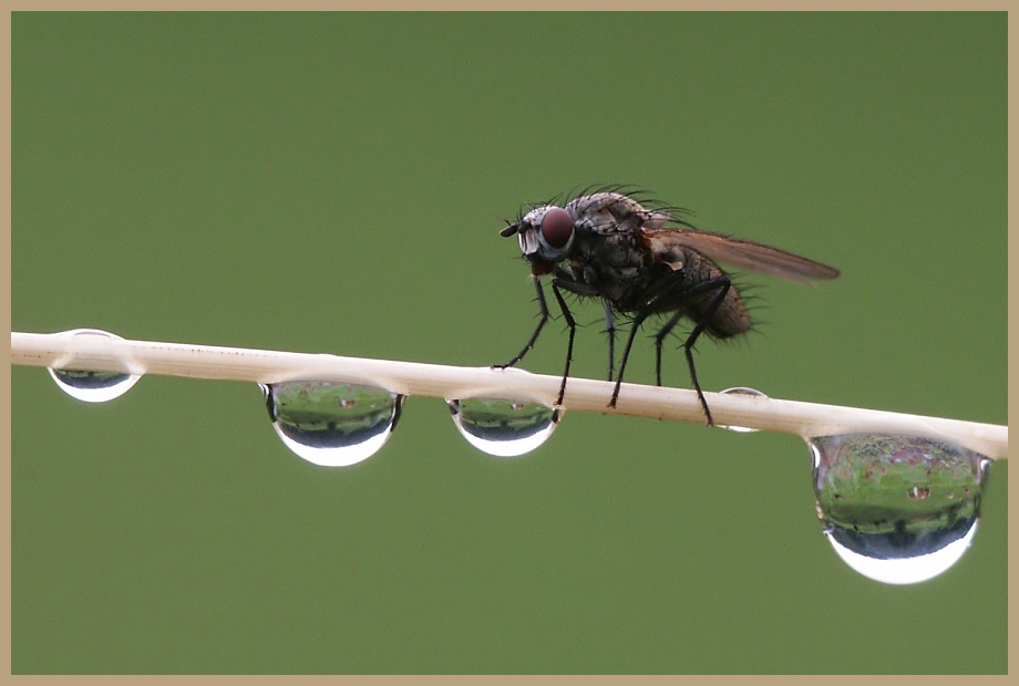 Eine Fliege....(Reload für´s Projekt)