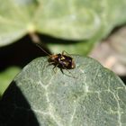 Eine flinke Weichwanze - Liocoris tripustulatus