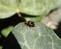 Eine flinke Weichwanze - Liocoris tripustulatus