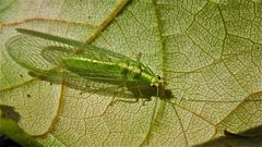 Eine Florfliege (Neuroptera = Netzflügler, Fam. Chrysopidae), . . .