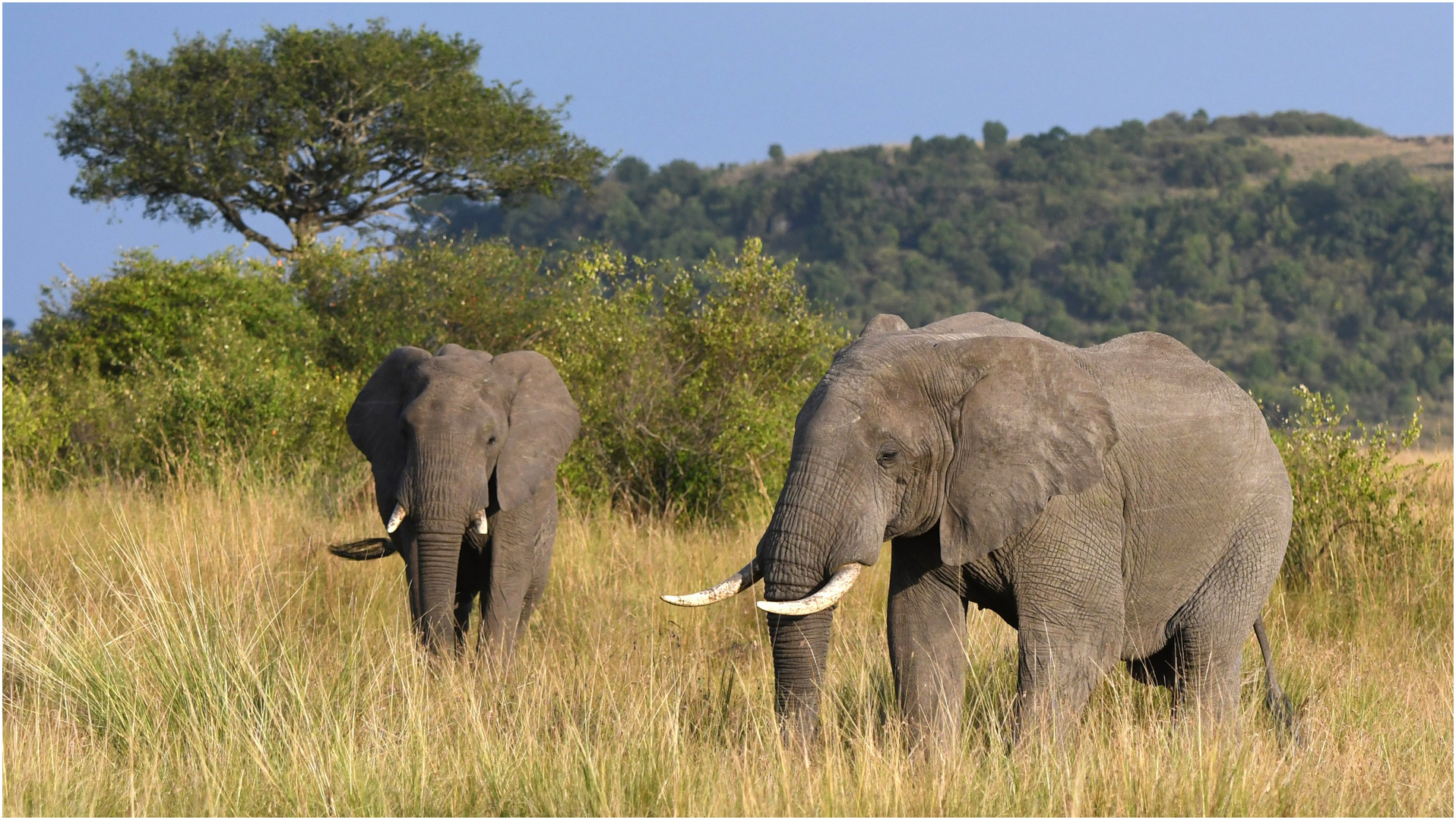 Eine flüchtige Gruppe von Elefantenkühen ...