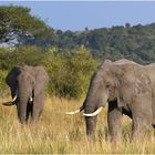 Eine flüchtige Gruppe von Elefantenkühen ...