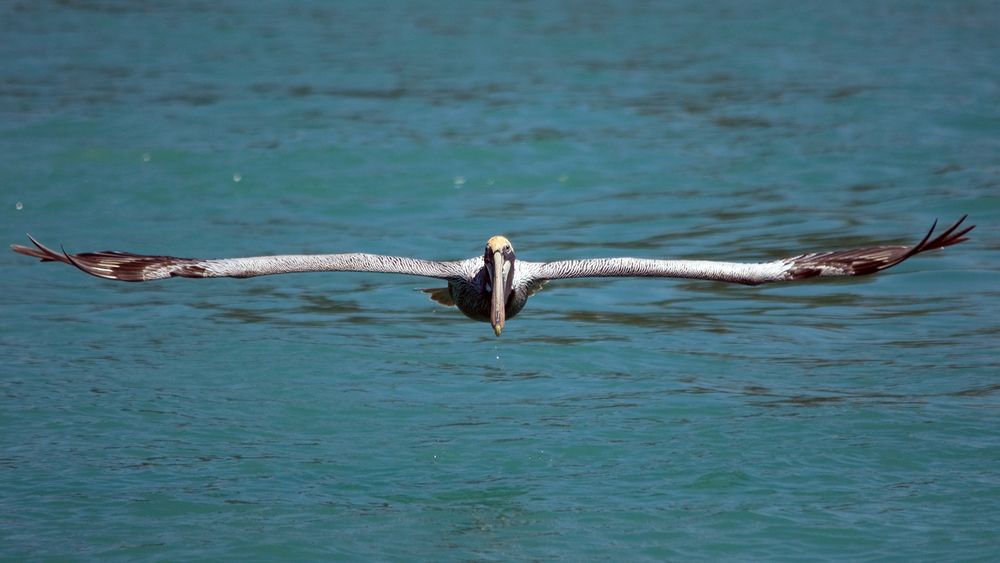 Eine Flügelspannweite von rund 2 Meter...