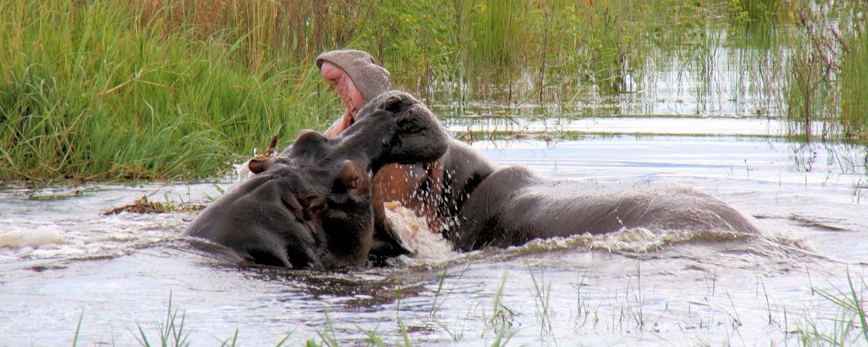 Eine Flußfahrt mit dem Hausboot auf dem Chobe zum Sambesi